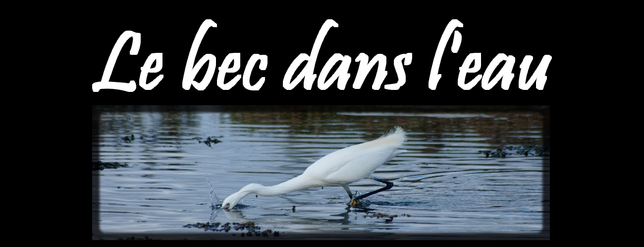 le bec dans l`eau Crozon 